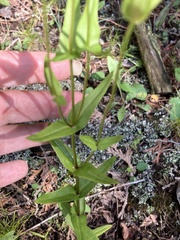 Gentianopsis