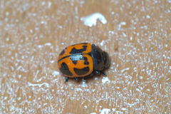 Labidomera clivicollis