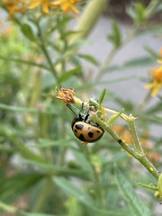 Labidomera clivicollis