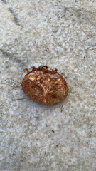 Rhizopogon