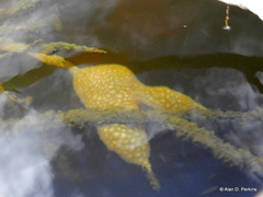 Pectinatella magnifica