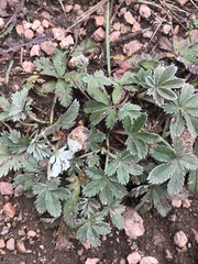 Potentilla pulcherrima