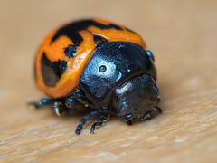 Labidomera clivicollis