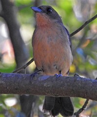 Trichothraupis melanops