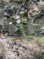 Polygala curtissii