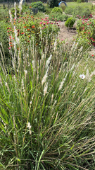 Bothriochloa laguroides