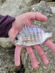 Archosargus rhomboidalis