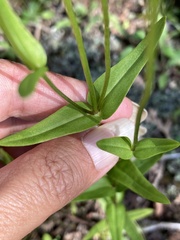 Gentianopsis
