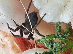 Scotophaeus scutulatus