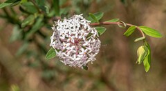 Pimelea linifolia