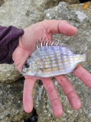 Archosargus rhomboidalis