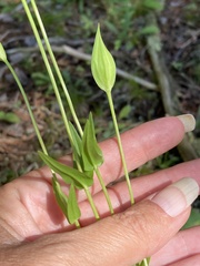 Gentianopsis