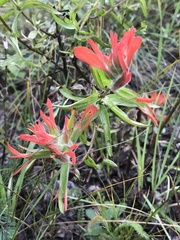Castilleja linariifolia