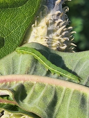 Scoliopteryx libatrix