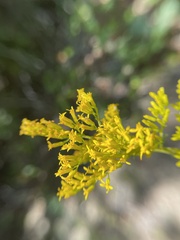 Solidago odora