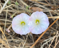 Convolvulus arvensis