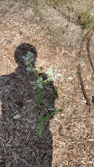 Euphorbia marginata