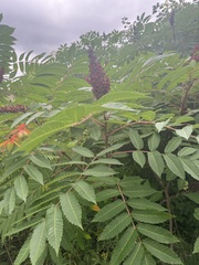 Rhus typhina