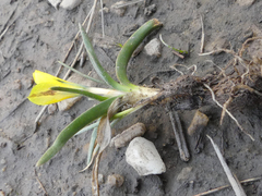 Moraea fugacissima