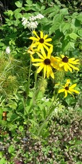 Rudbeckia hirta pulcherrima