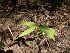 Maianthemum stellatum