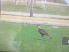 Caracara plancus