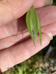 Gentianopsis