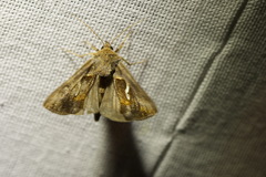 Macdunnoughia confusa