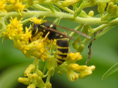 Vespula vidua