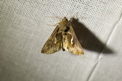 Macdunnoughia confusa