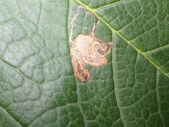 Stigmella speciosa