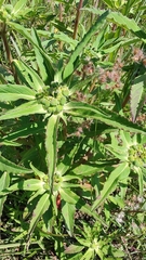 Euphorbia cuphosperma