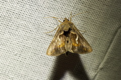 Macdunnoughia confusa