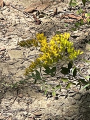 Solidago odora