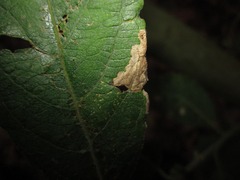 Stigmella salicis