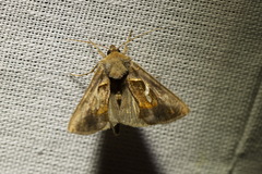Macdunnoughia confusa