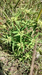 Euphorbia cuphosperma