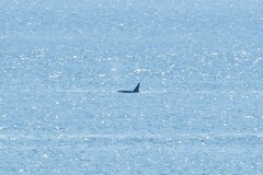 Orcinus orca