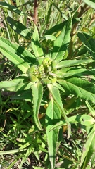 Euphorbia cuphosperma