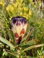 Protea lepidocarpodendron