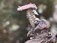 Grylloprociphilus imbricator