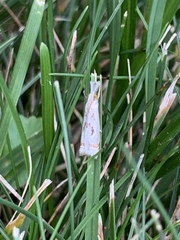 Microcrambus elegans