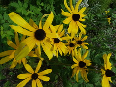 Rudbeckia hirta pulcherrima