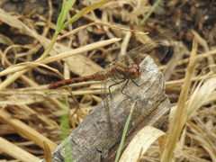 Sympetrum rubicundulum