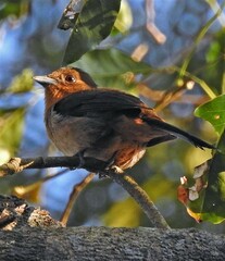 Trichothraupis melanops