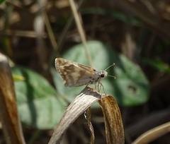 Heliopetes omrina