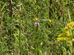 Gentianopsis crinita
