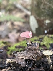 Grylloprociphilus imbricator