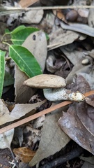 Boletaceae
