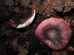 Russula fragilis